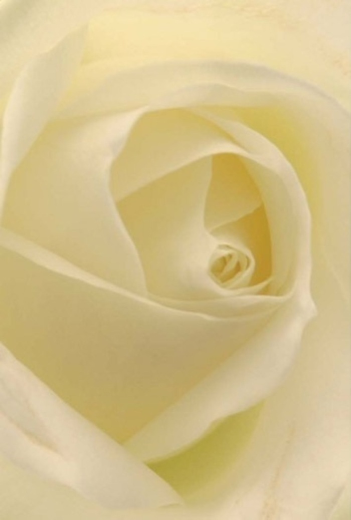 Gazing into the centre of this classic rose, crafted with devotion by the florists of Creekmouth, you are drawn into a moment of pure tranquility. Each petal, creamy-white and satin-soft, is arranged with meticulous care-spiralling inwards to form a near-perfect whorl that radiates understated elegance. The lighting bathes the bloom in a gentle, diffuse glow, recalling quiet mornings along the Thames embankment where the sun lifts slowly over Creekmouth's rooftops. Whisper-thin outer petals glimmer with fragility while the heart of the flower exudes a confidence born from nature's quiet wisdom. There is a harmony to the composition-the shades of white, the soft blend of light and shadow-that conjures up feelings of both nostalgia and hope. In the hands of a Creekmouth Florist, such a rose becomes much more than decoration: it is an offering of sincerity and respect, destined for moments of celebration or solace, ready to grace a table at the Memorial Community Centre or bring peace to a hospital bedside. The imagined scent is gentle, a fleeting sweetness swirling in the air-just enough to soothe and inspire. Every fold and curve weaves together a narrative of resilience and beauty, reinforcing its role as a symbol for everything from apology and remembrance to pure, wordless admiration.